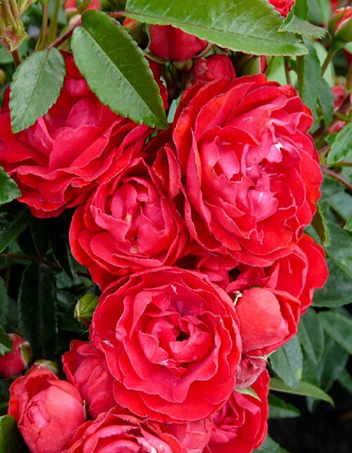 Роза почвопокровная Ред Морсдаг